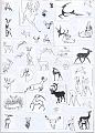 Animali 060
